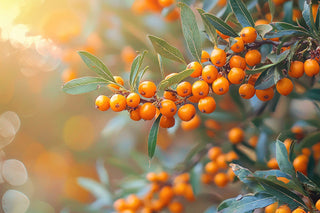 Sea Buckthorn: The Ultimate Source for Skin, Hair, and Women’s Health